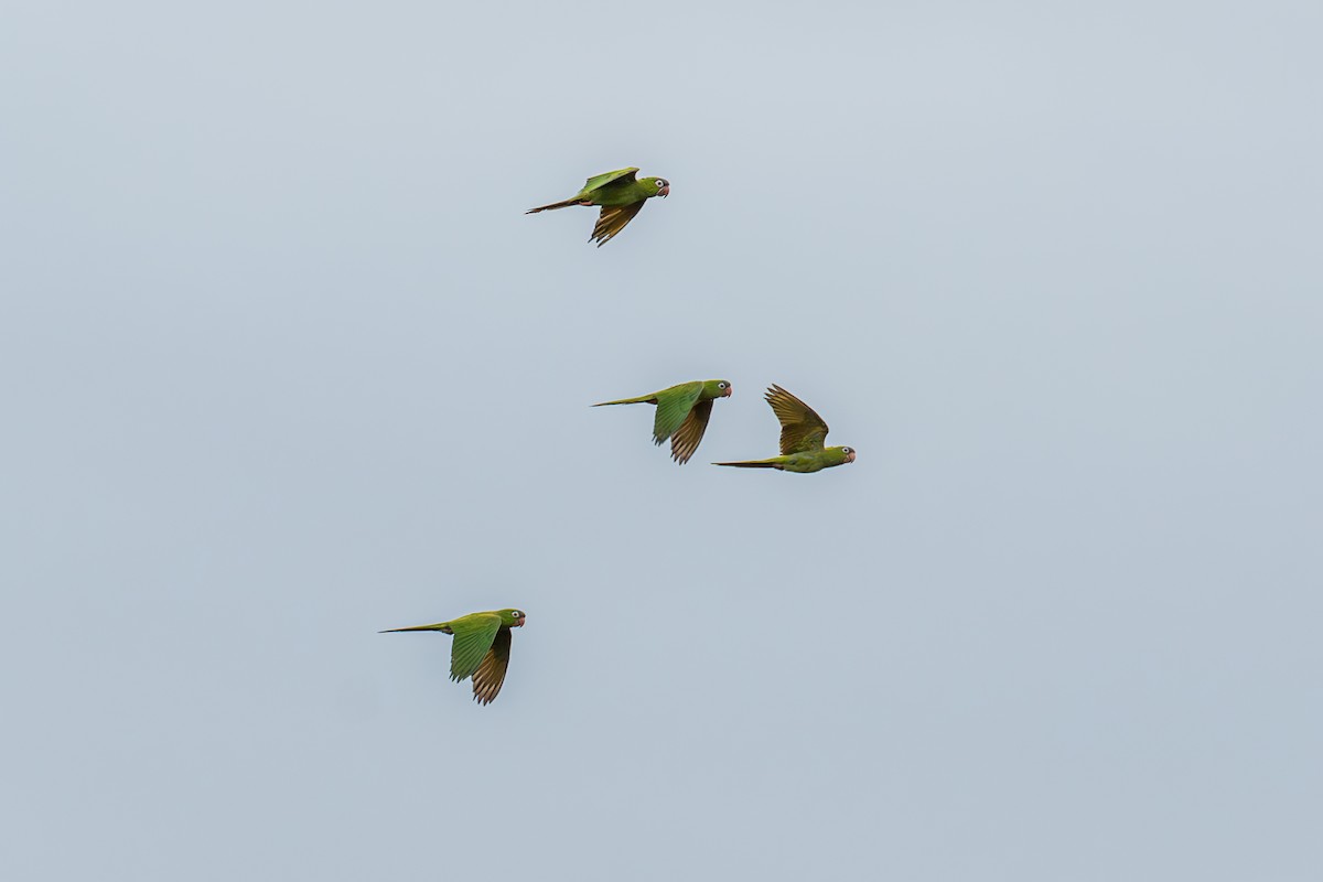 Blue-crowned Parakeet (Blue-crowned) - ML621322662