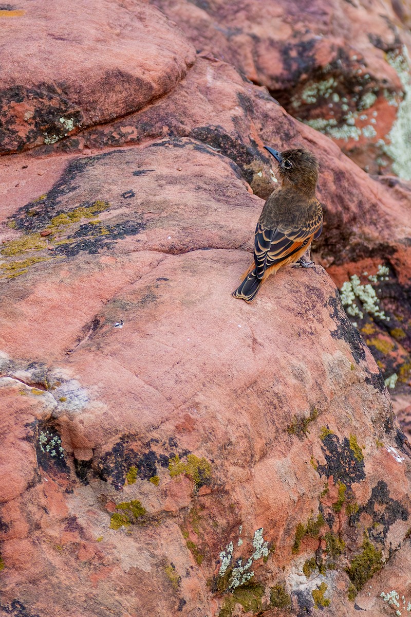 Cliff Flycatcher - ML621322667