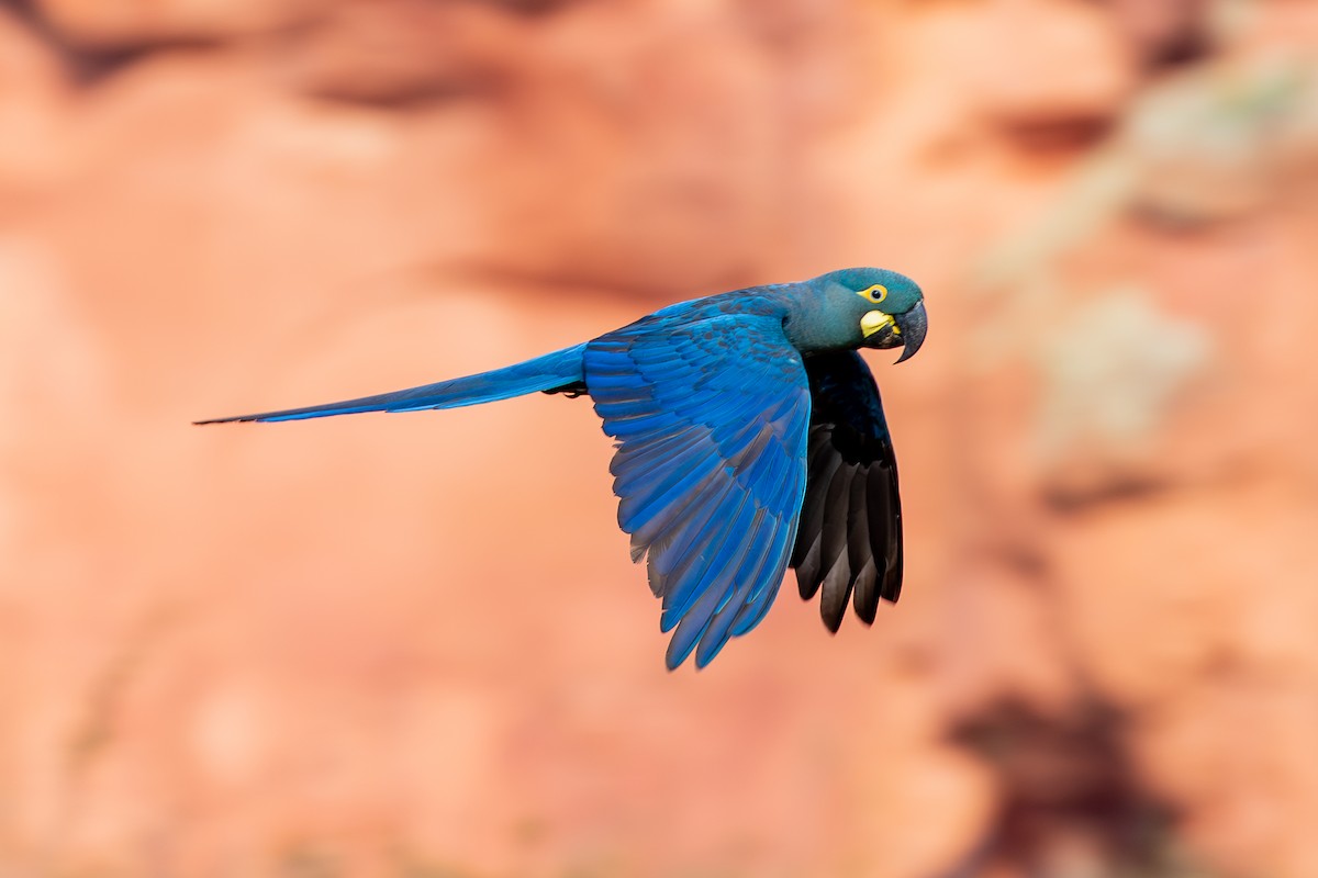 Indigo Macaw - ML621322678