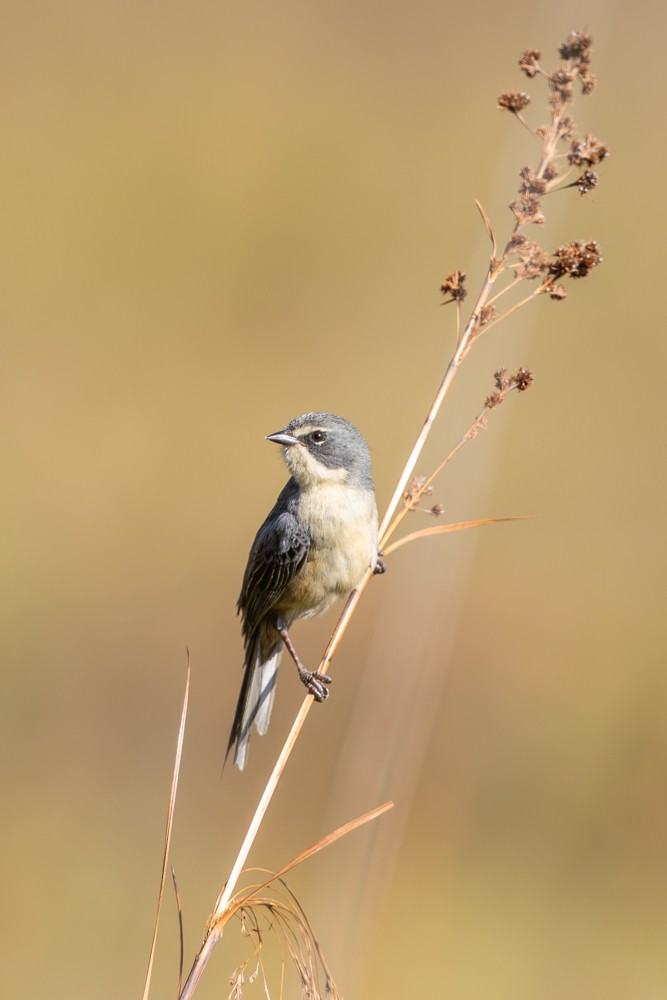 Long-tailed Reed Finch - ML621322728