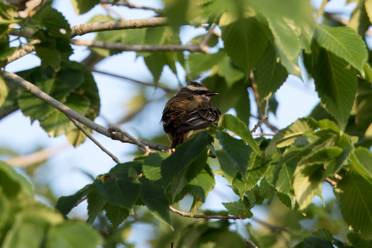 Piratic Flycatcher - ML621322786