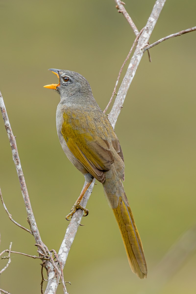 Pale-throated Pampa-Finch - ML621322790