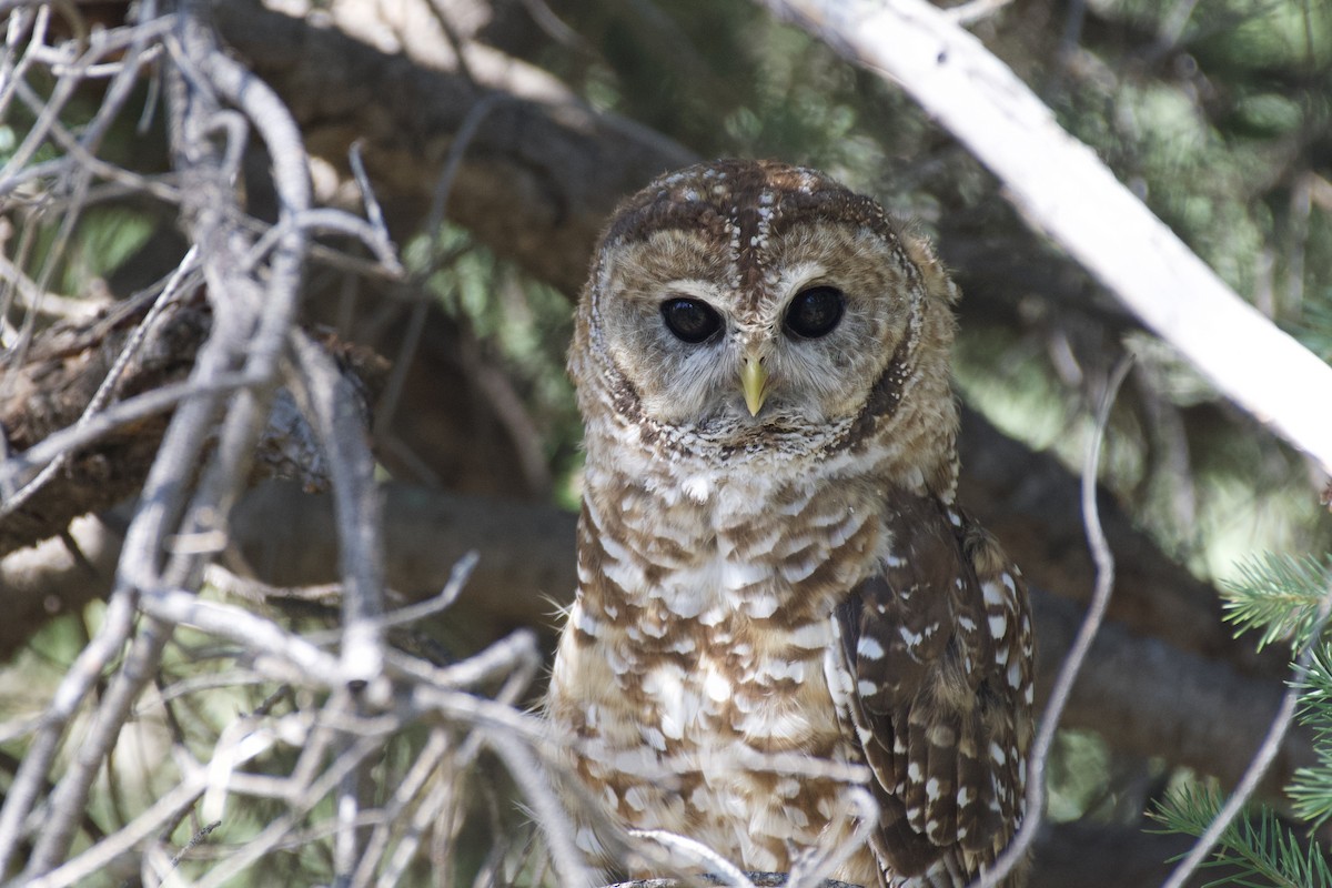 Spotted Owl (Mexican) - ML621322811