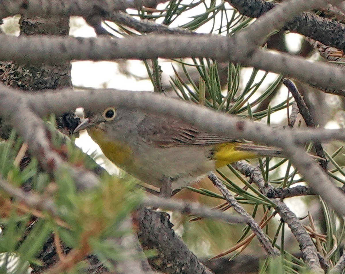 Желтогрудая древесница - ML621322890