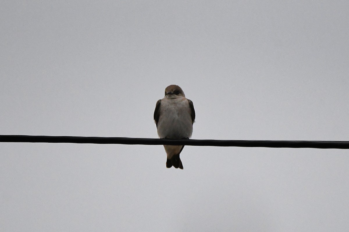 Northern Rough-winged Swallow - ML621322891