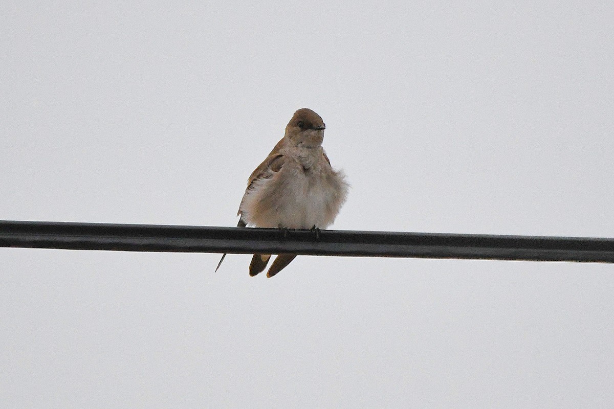 Northern Rough-winged Swallow - ML621322893