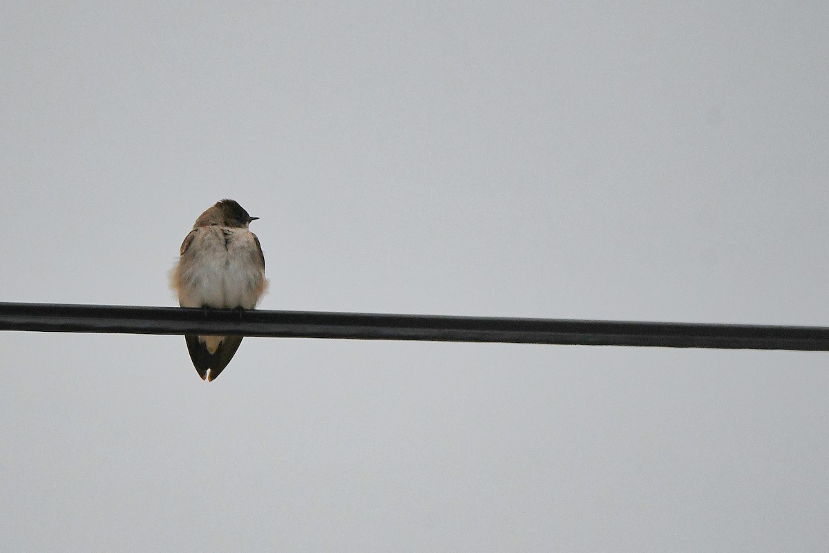 Northern Rough-winged Swallow - ML621322894