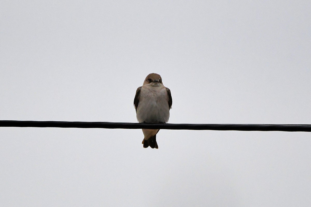 Northern Rough-winged Swallow - ML621322895