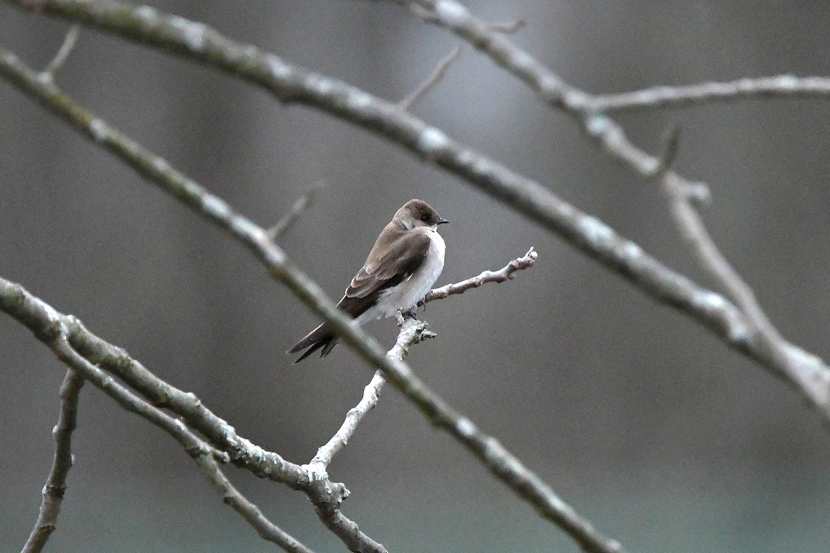 Northern Rough-winged Swallow - ML621322999