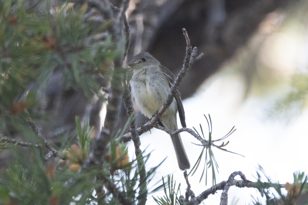 Dusky Flycatcher - ML621323031