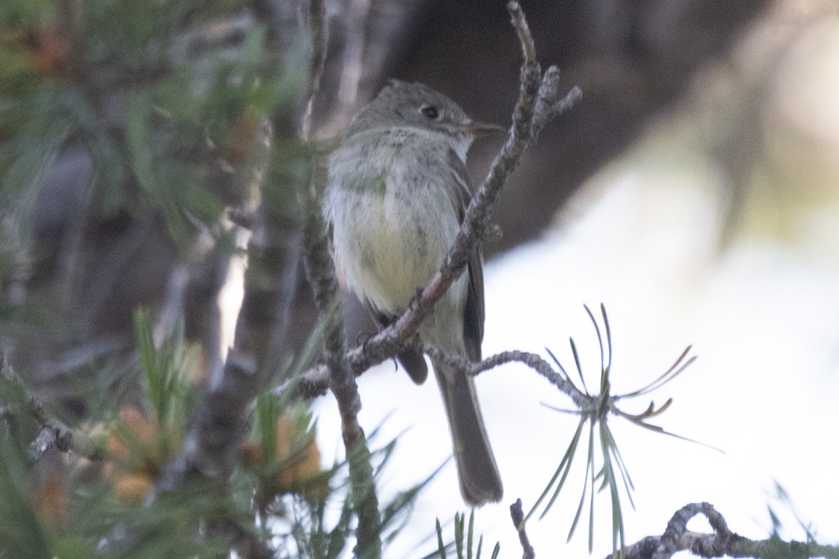 Dusky Flycatcher - ML621323033