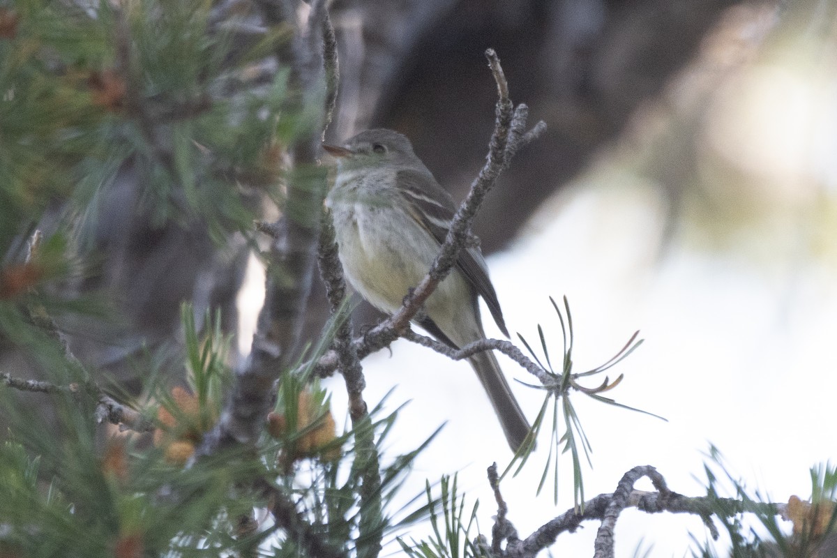 Dusky Flycatcher - ML621323035