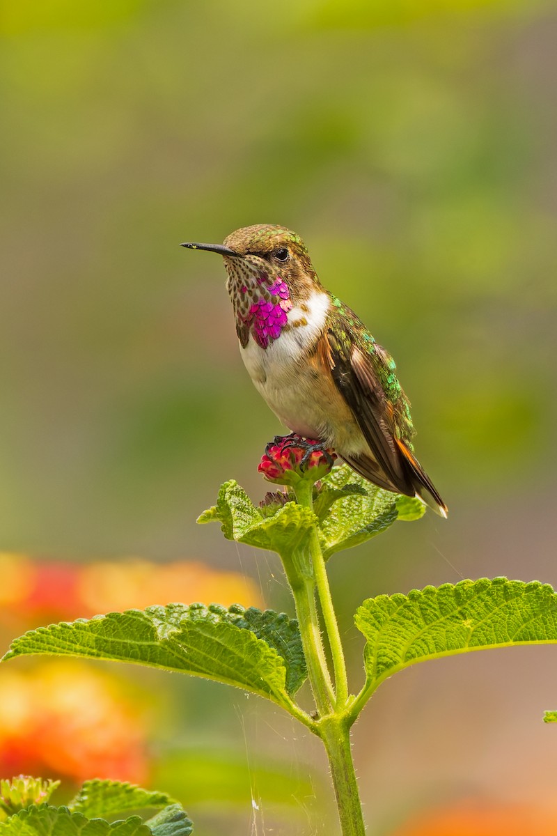 Bumblebee Hummingbird - ML621323049