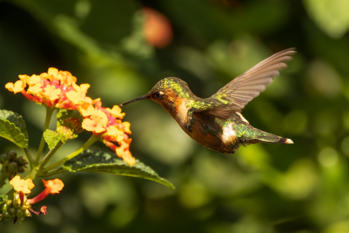 Sparkling-tailed Hummingbird - ML621323060
