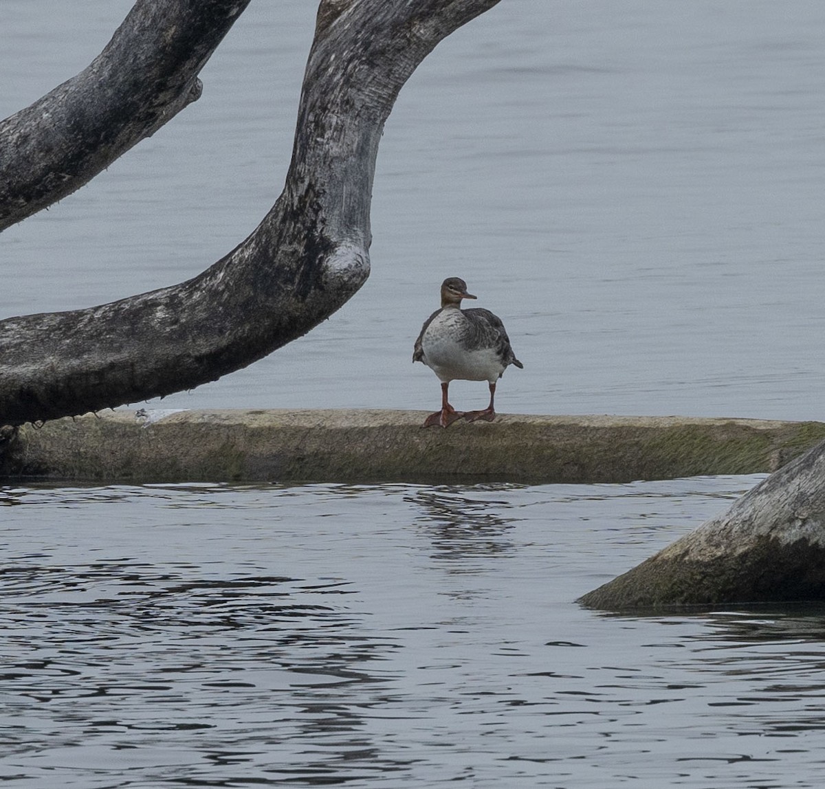 Red-breasted Merganser - Mike Austin