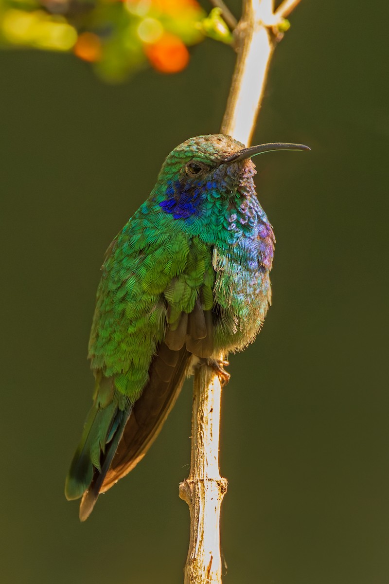 Mexican Violetear - ML621323067