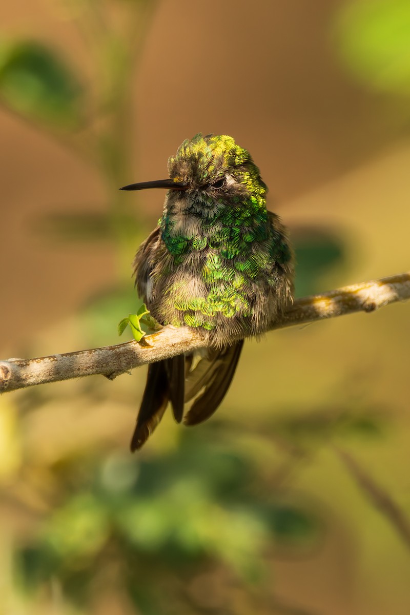 Golden-crowned Emerald - ML621323070