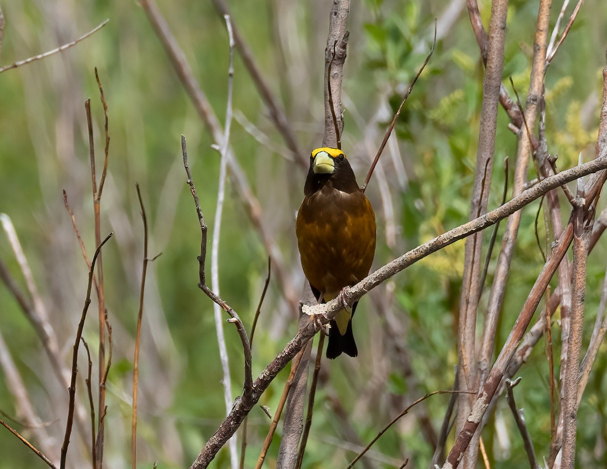 Evening Grosbeak - ML621323082