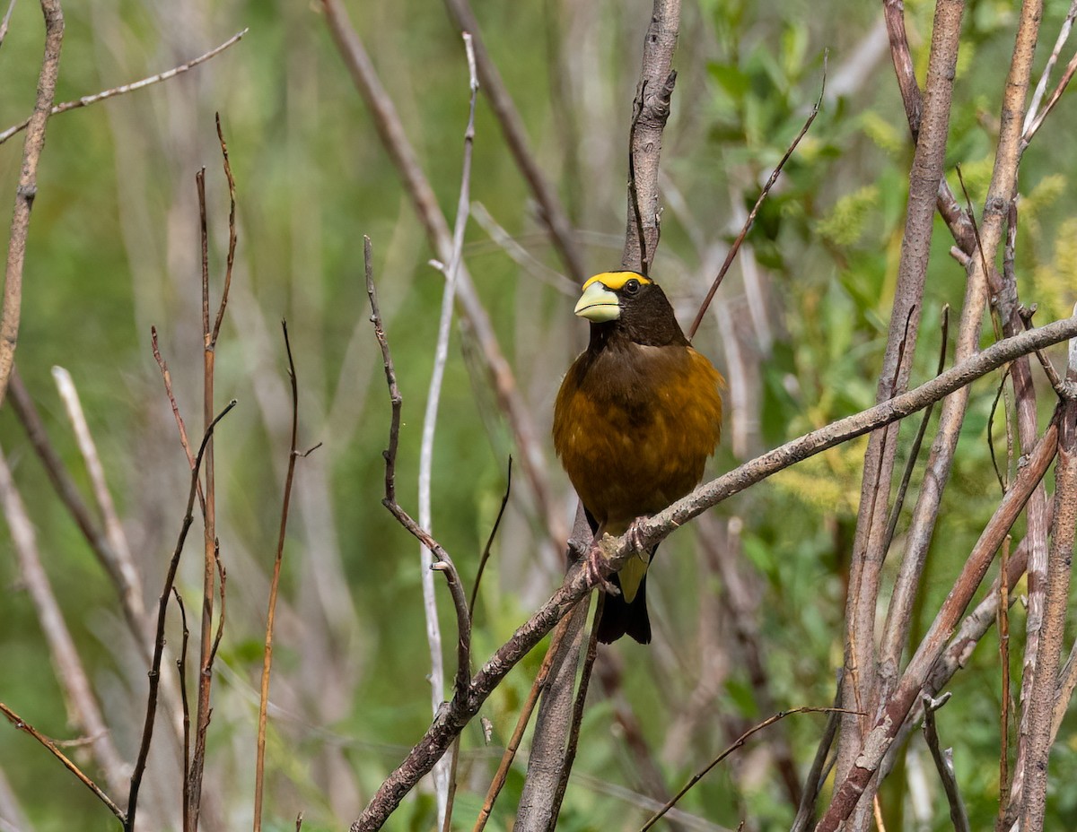 Evening Grosbeak - ML621323084