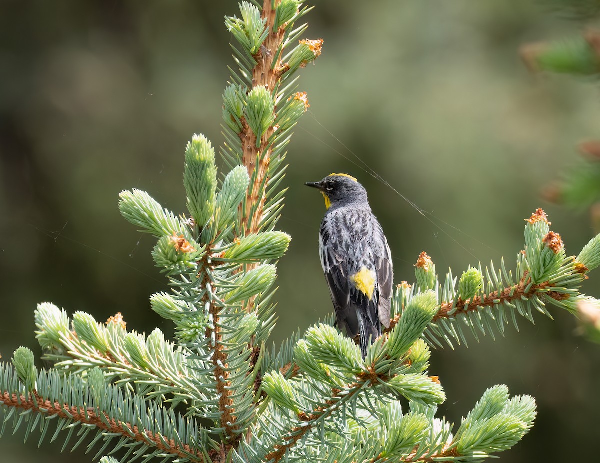 Yellow-rumped Warbler - ML621323097