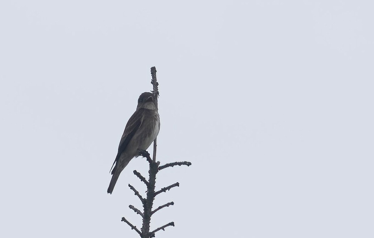 Olive-sided Flycatcher - ML621323138