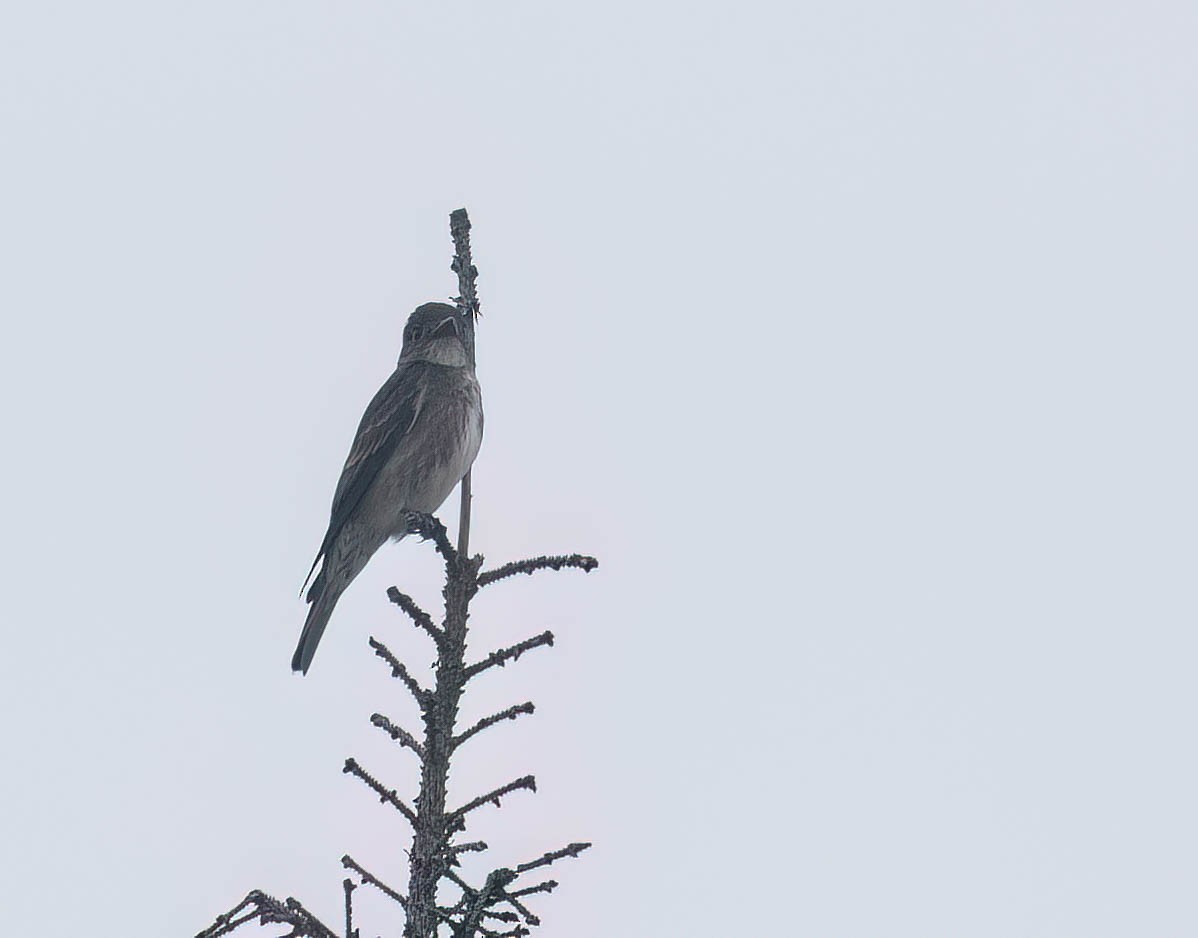 Olive-sided Flycatcher - ML621323142