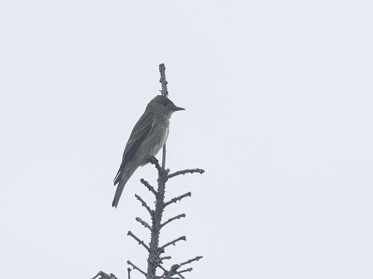 Olive-sided Flycatcher - ML621323145