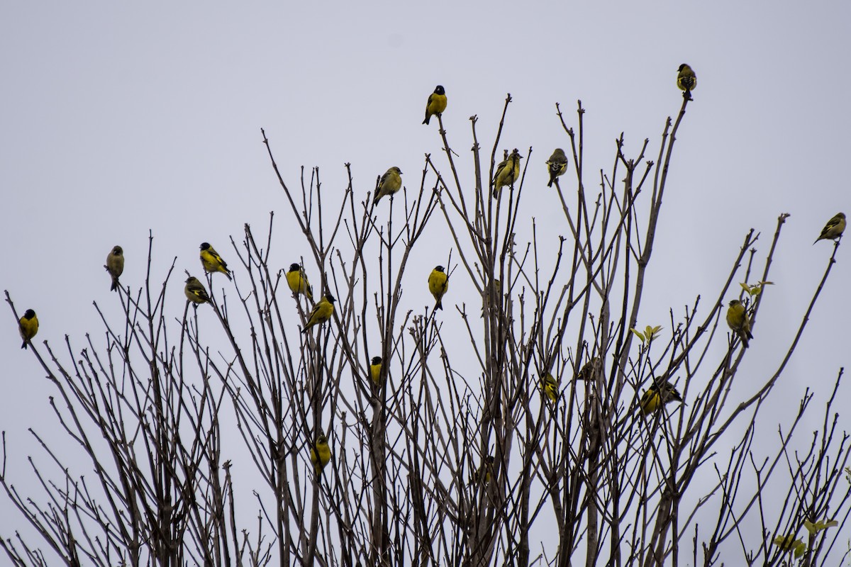 Hooded Siskin - ML621323213