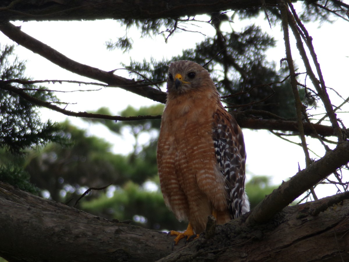 Red-shouldered Hawk - ML621323341