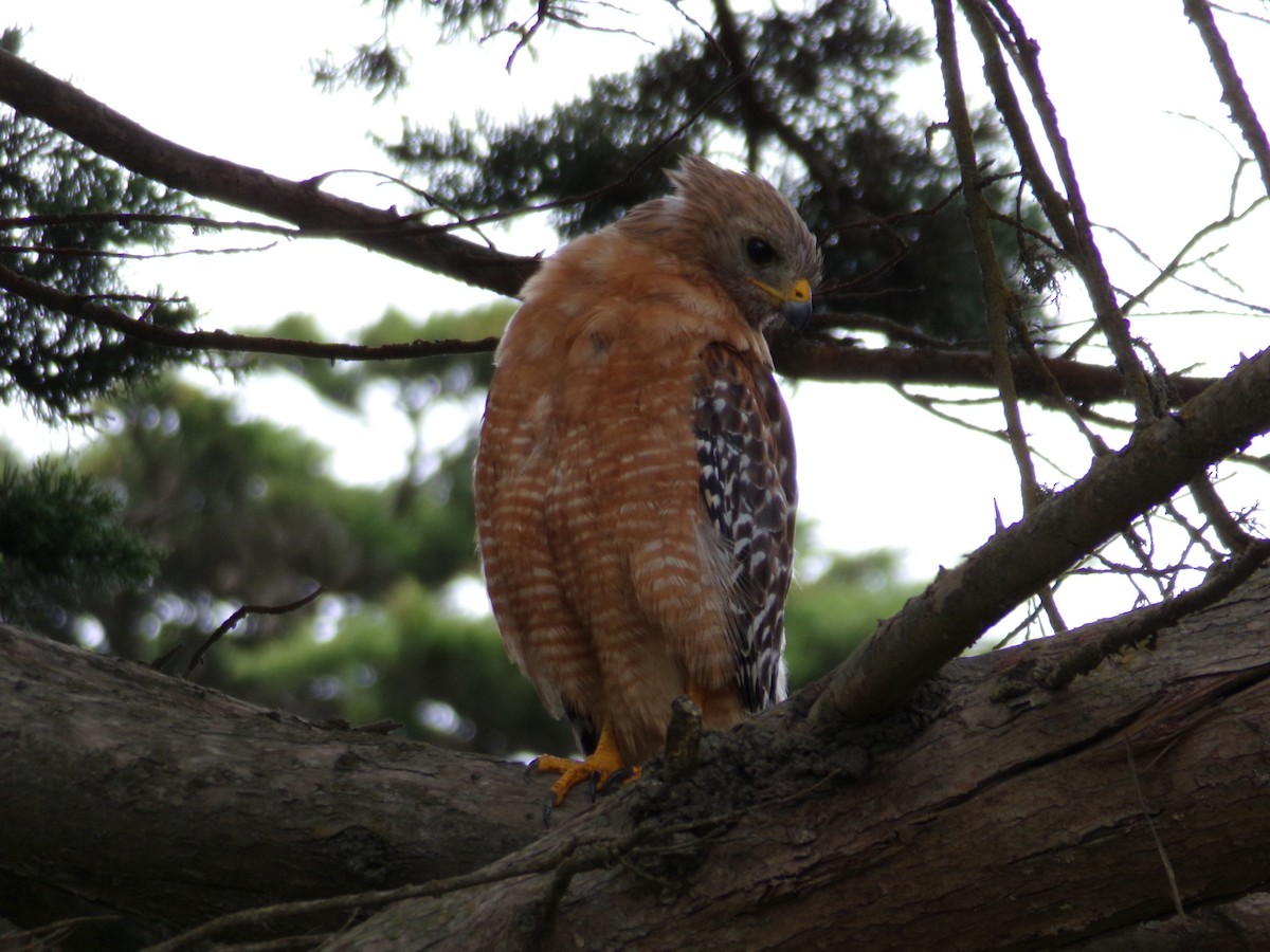 Red-shouldered Hawk - ML621323342