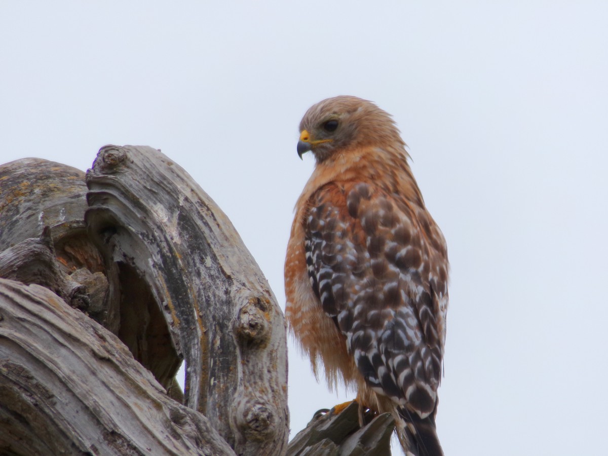 Red-shouldered Hawk - ML621323345