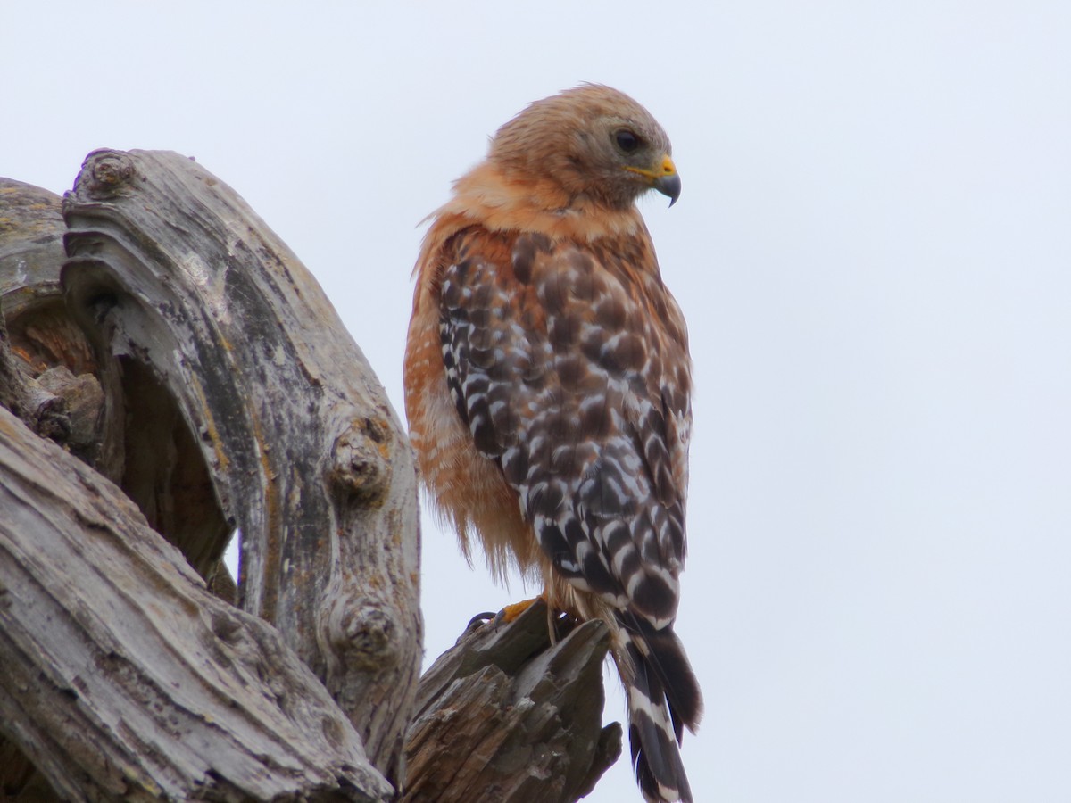 Red-shouldered Hawk - ML621323346