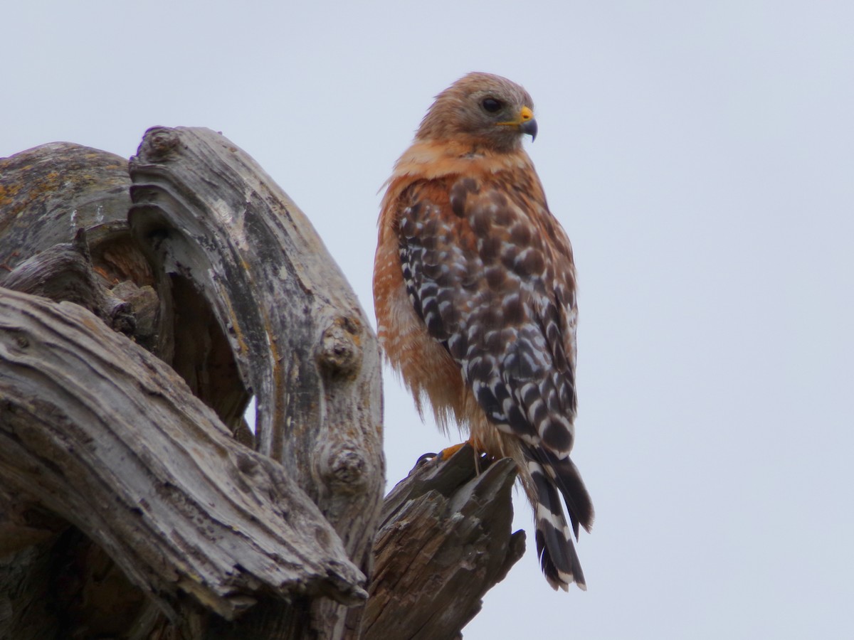 Red-shouldered Hawk - ML621323348