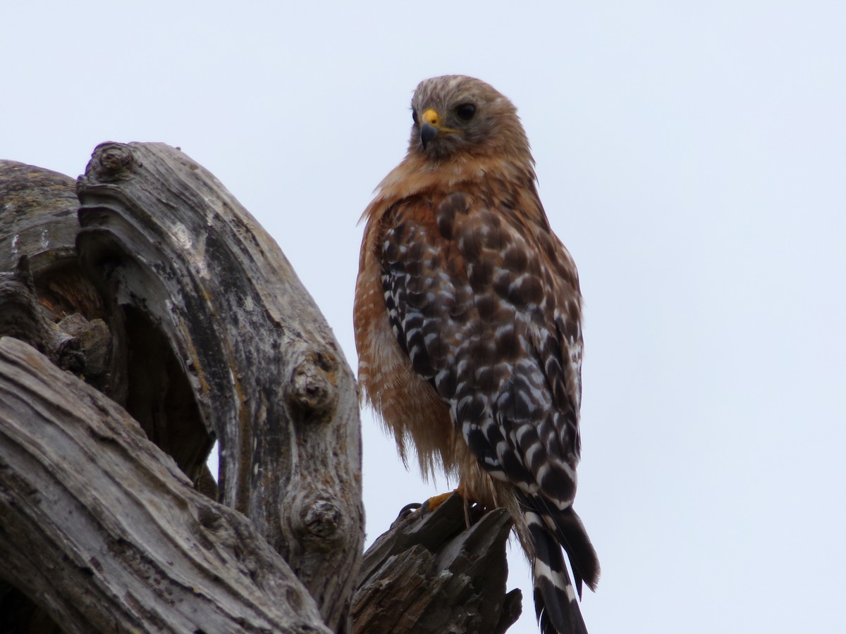 Red-shouldered Hawk - ML621323349