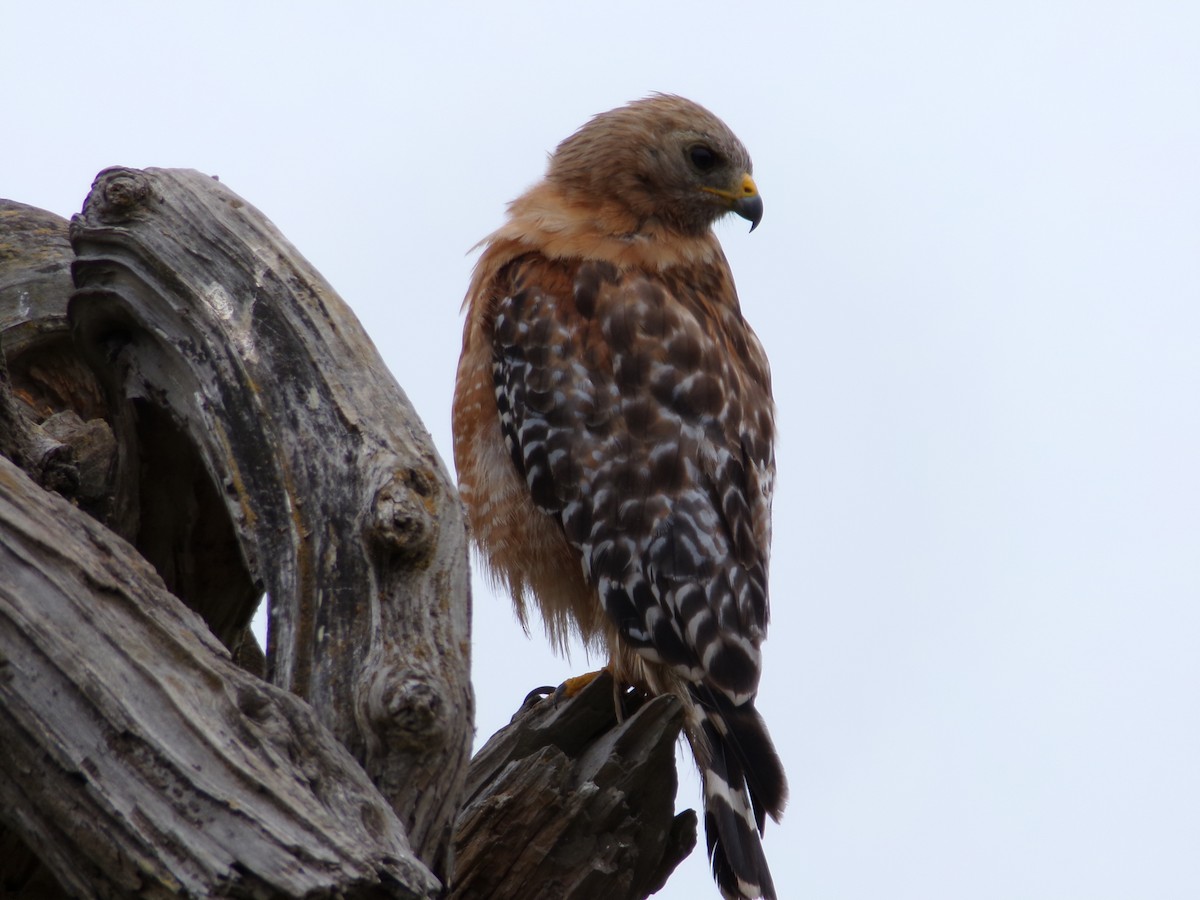 Red-shouldered Hawk - ML621323350