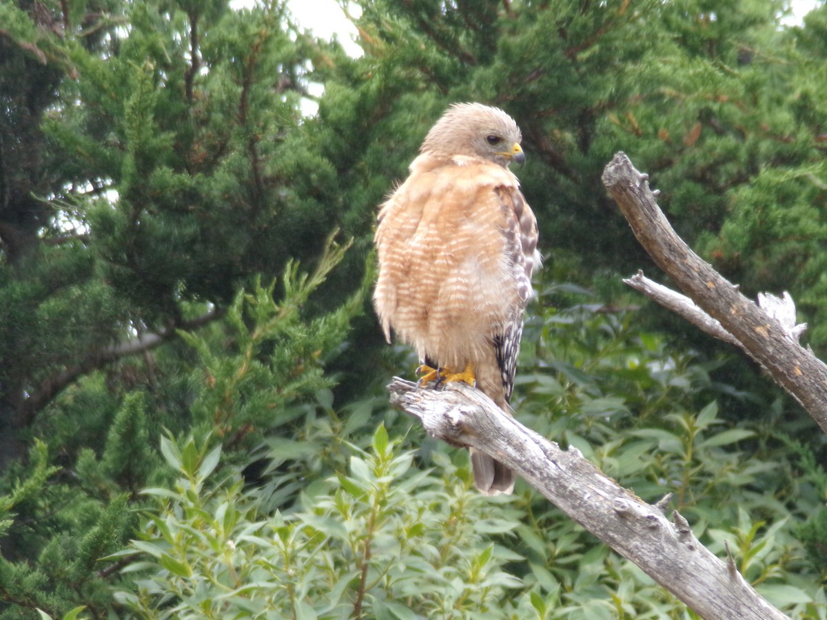 Red-shouldered Hawk - ML621323351