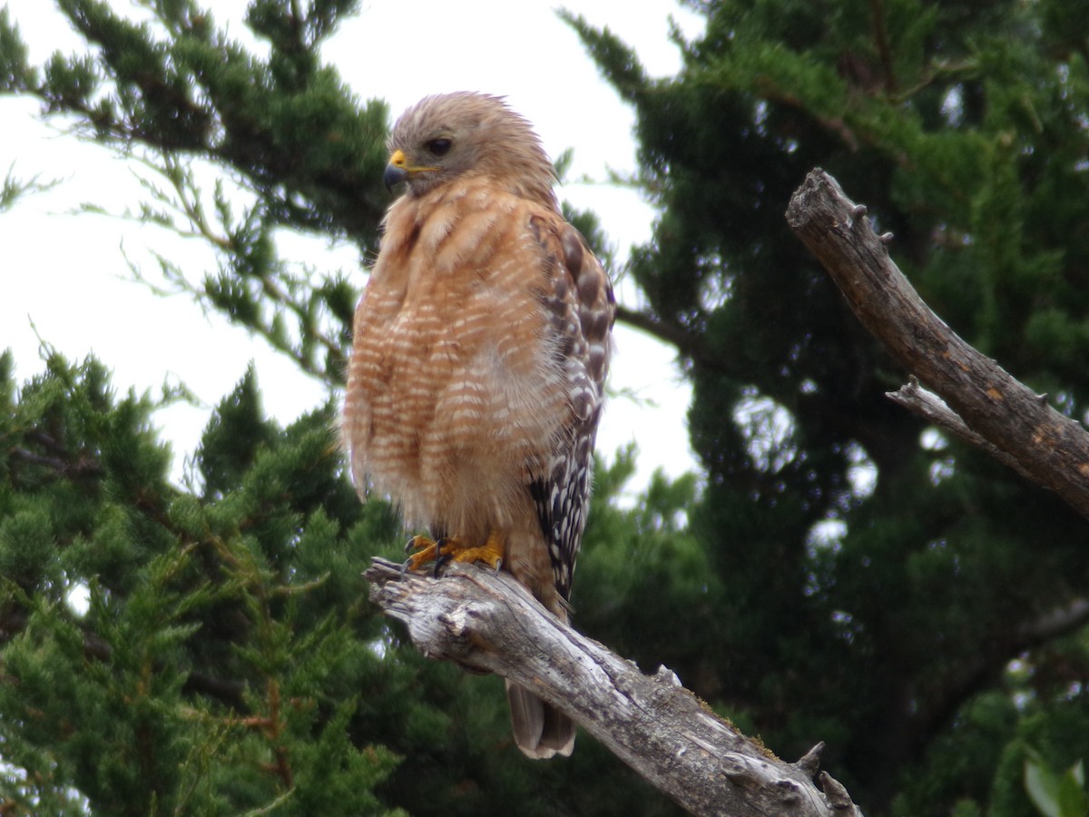 Red-shouldered Hawk - ML621323352