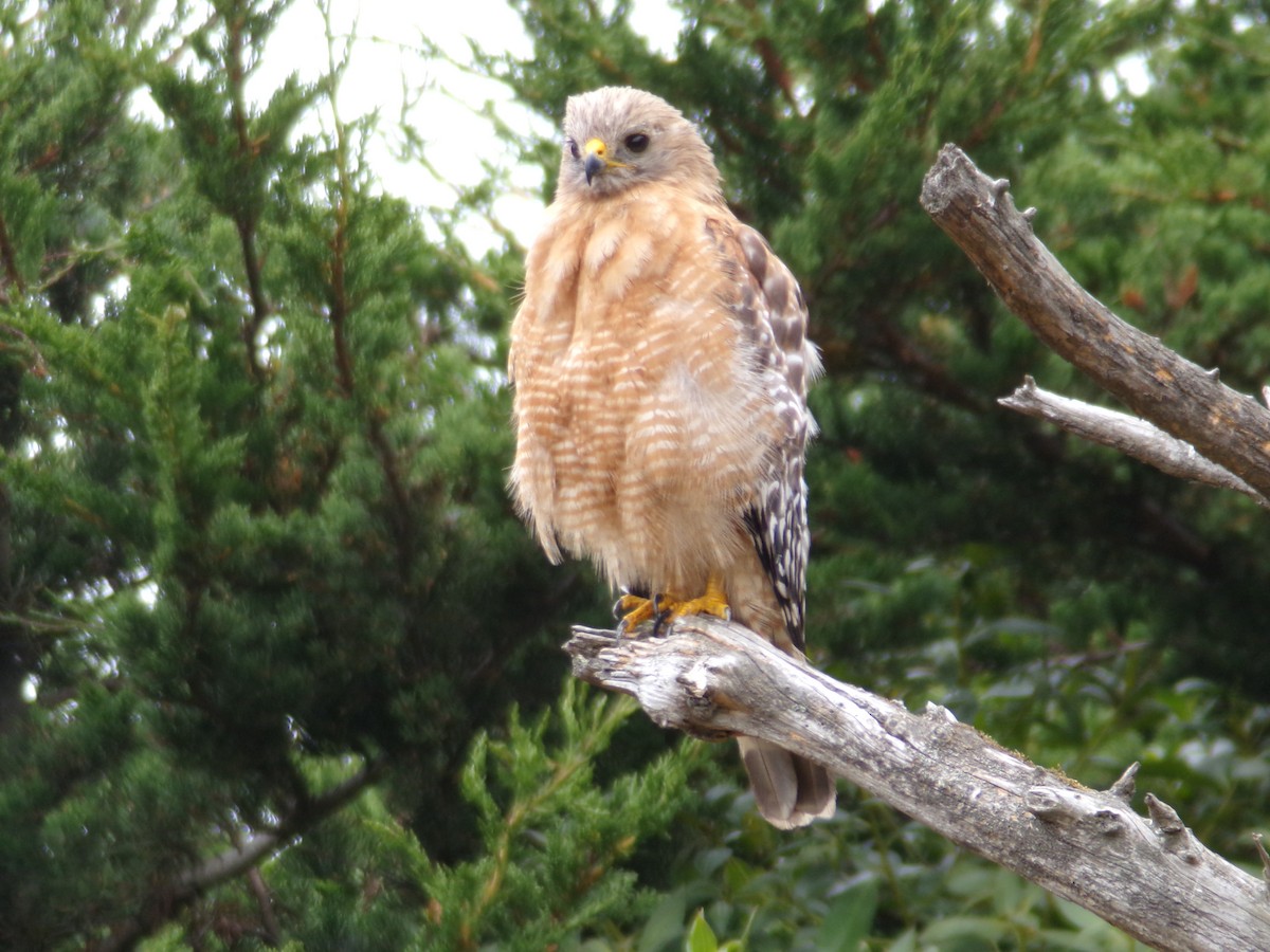 Red-shouldered Hawk - ML621323353