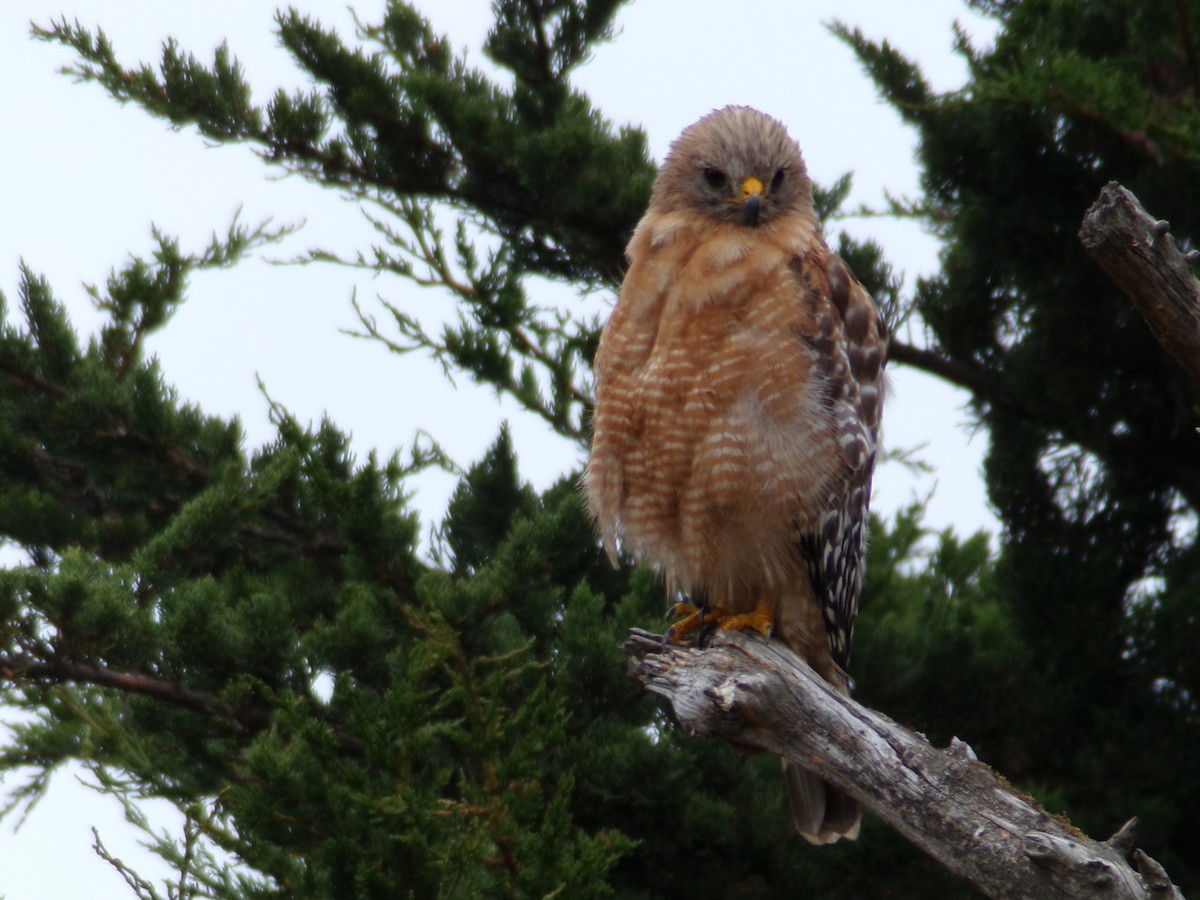 Red-shouldered Hawk - ML621323354