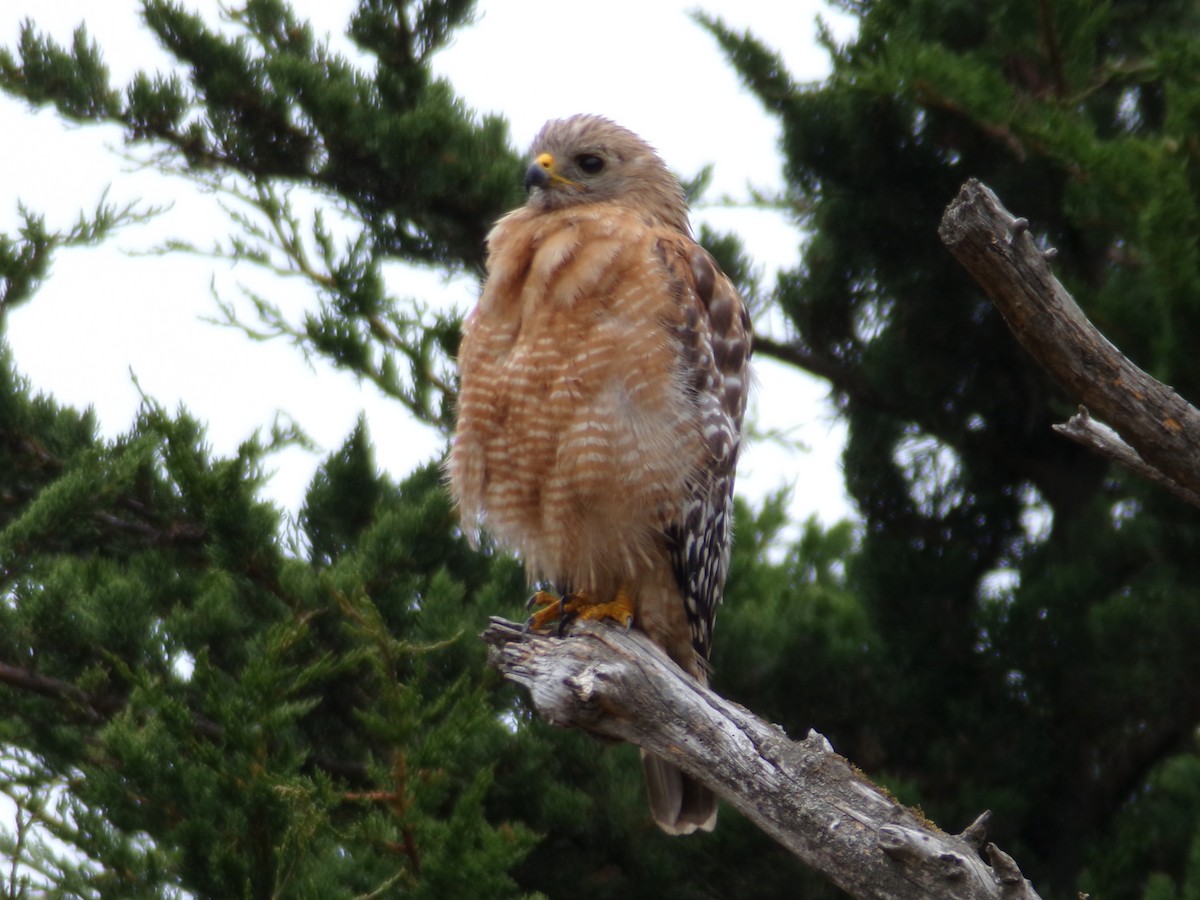 Red-shouldered Hawk - ML621323355