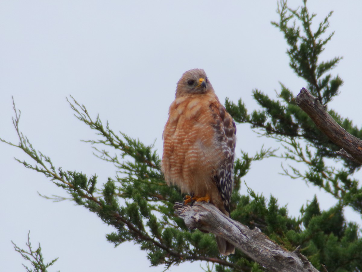 Red-shouldered Hawk - ML621323356