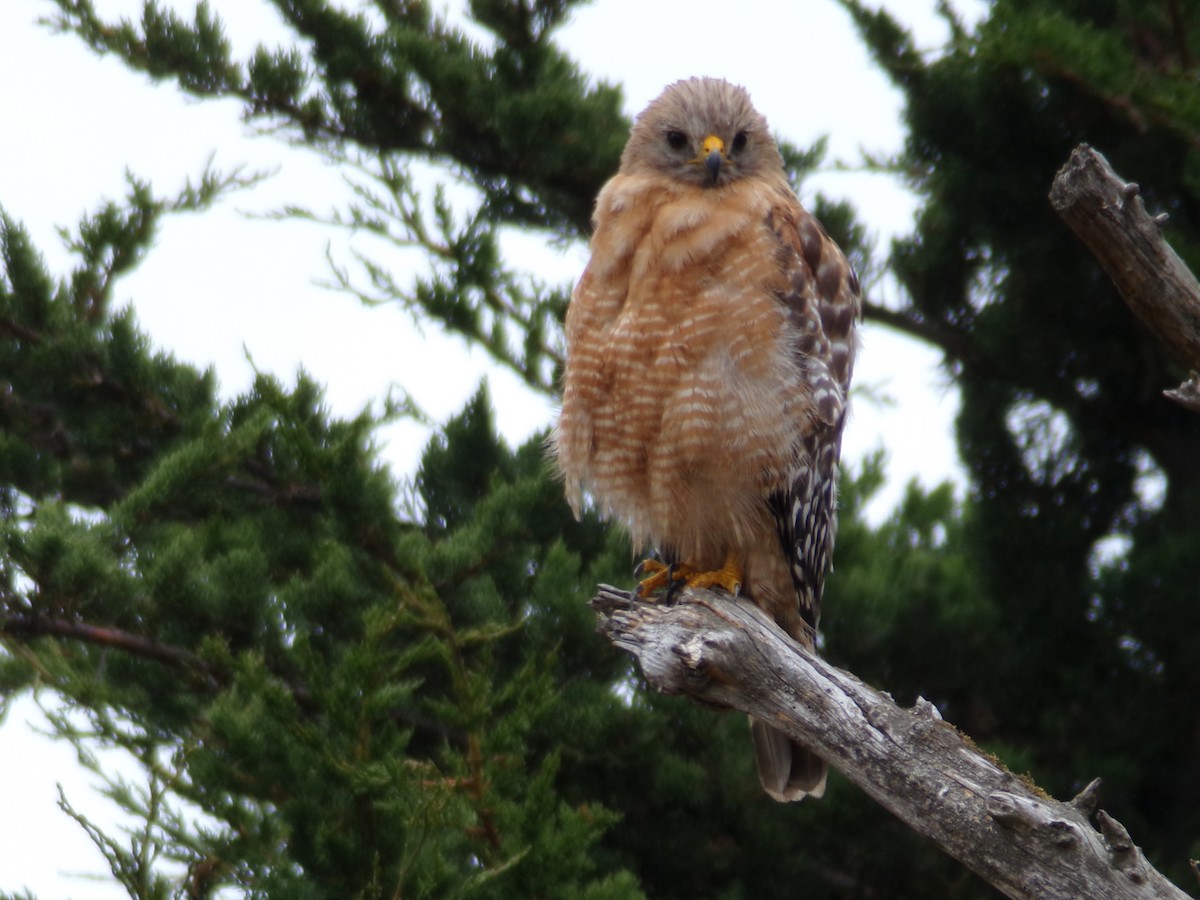 Red-shouldered Hawk - ML621323357