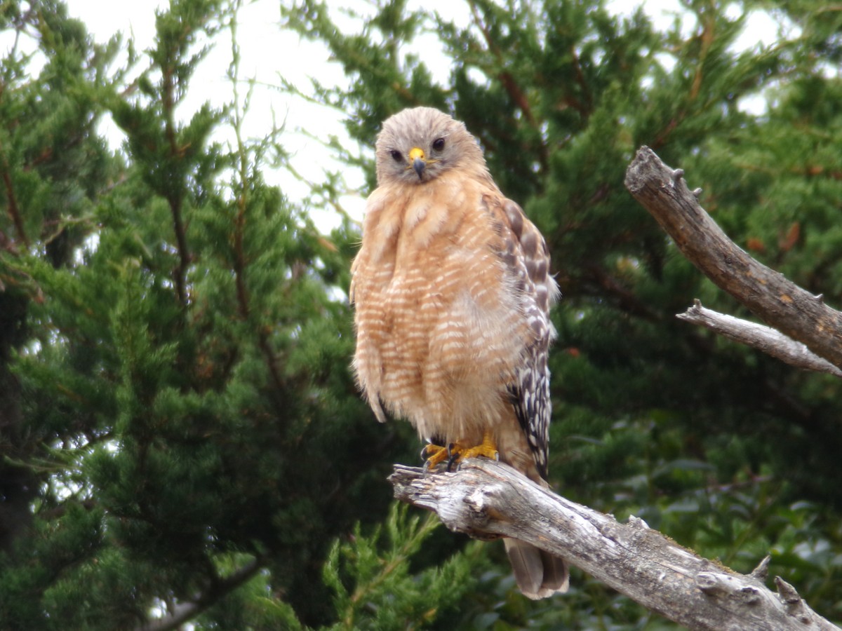 Red-shouldered Hawk - ML621323359