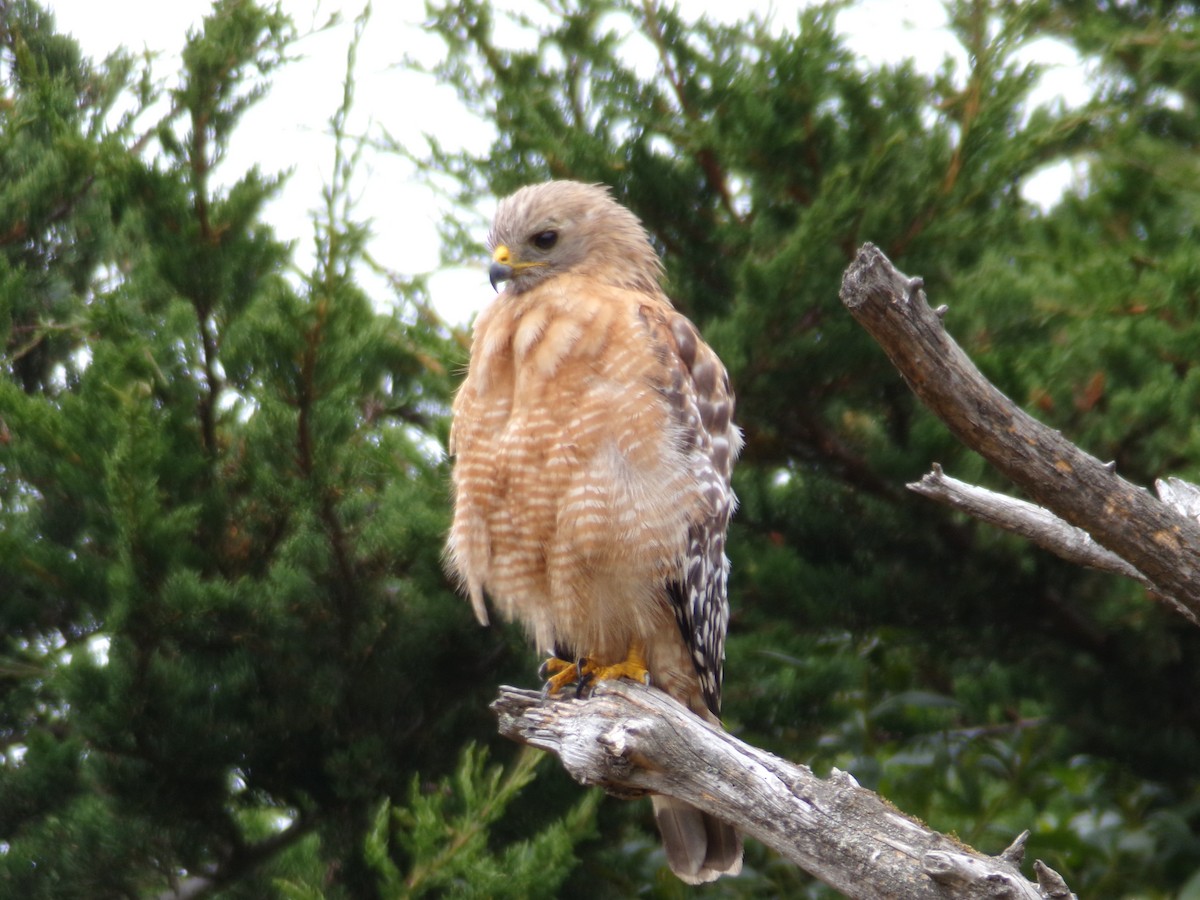 Red-shouldered Hawk - ML621323360