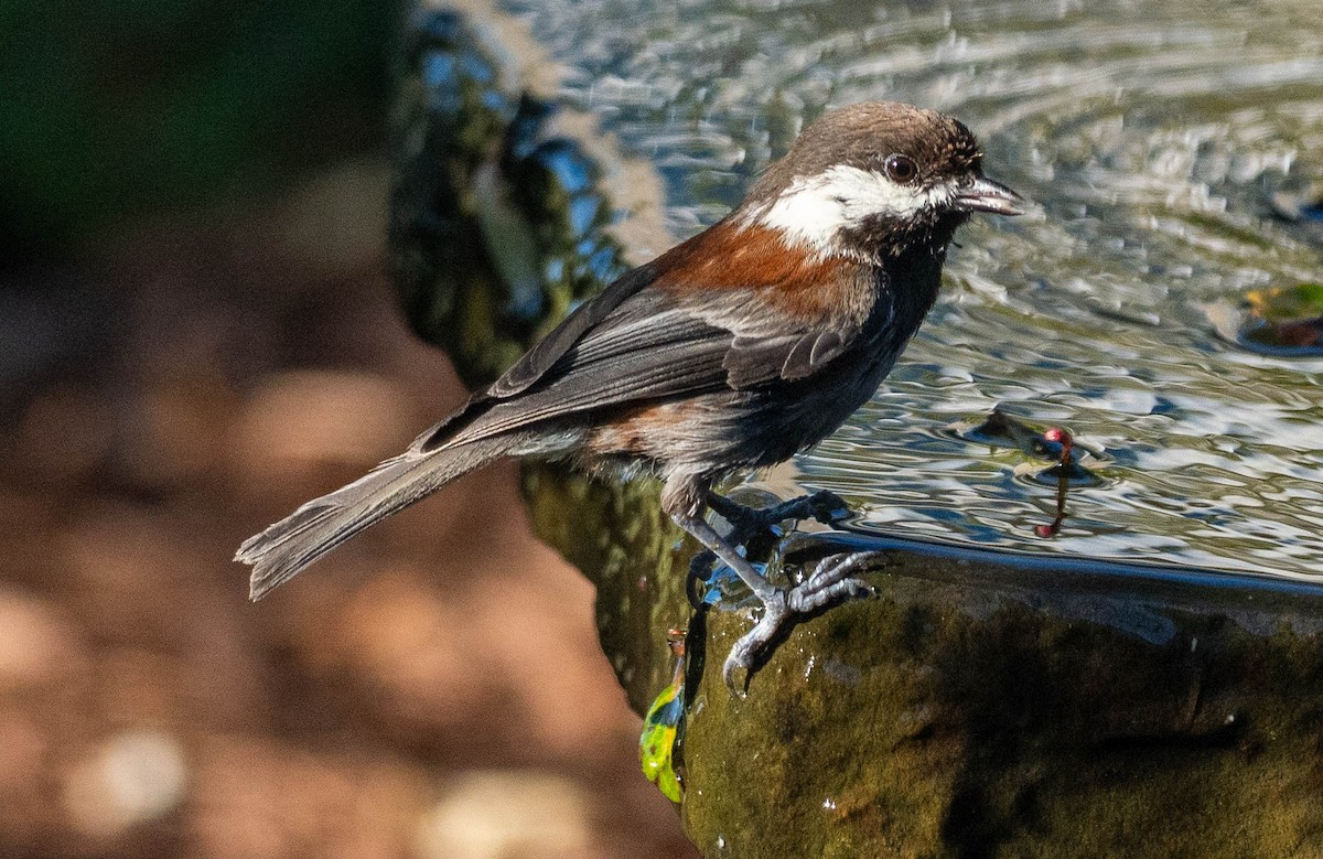 Chestnut-backed Chickadee - ML621323368