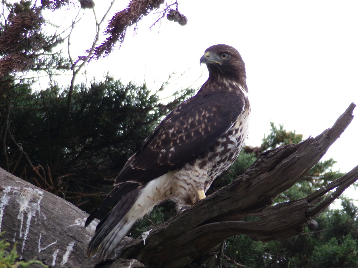 Red-tailed Hawk - ML621323377