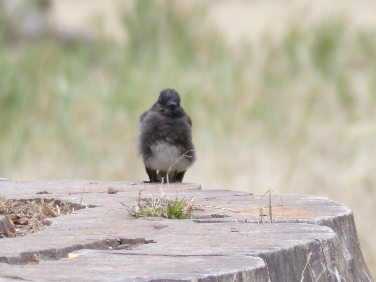 Black Phoebe - ML621323401