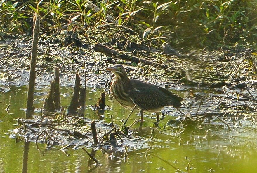 Green Heron - ML621323455