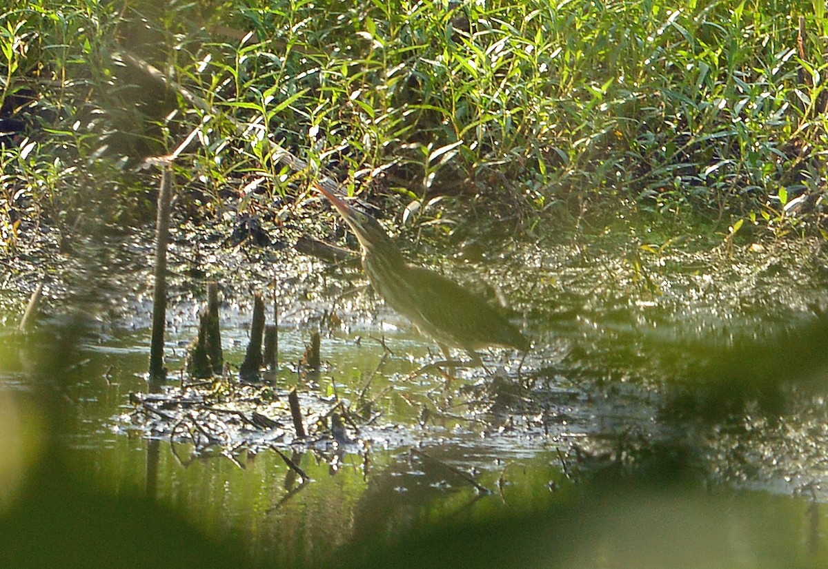 Green Heron - ML621323456