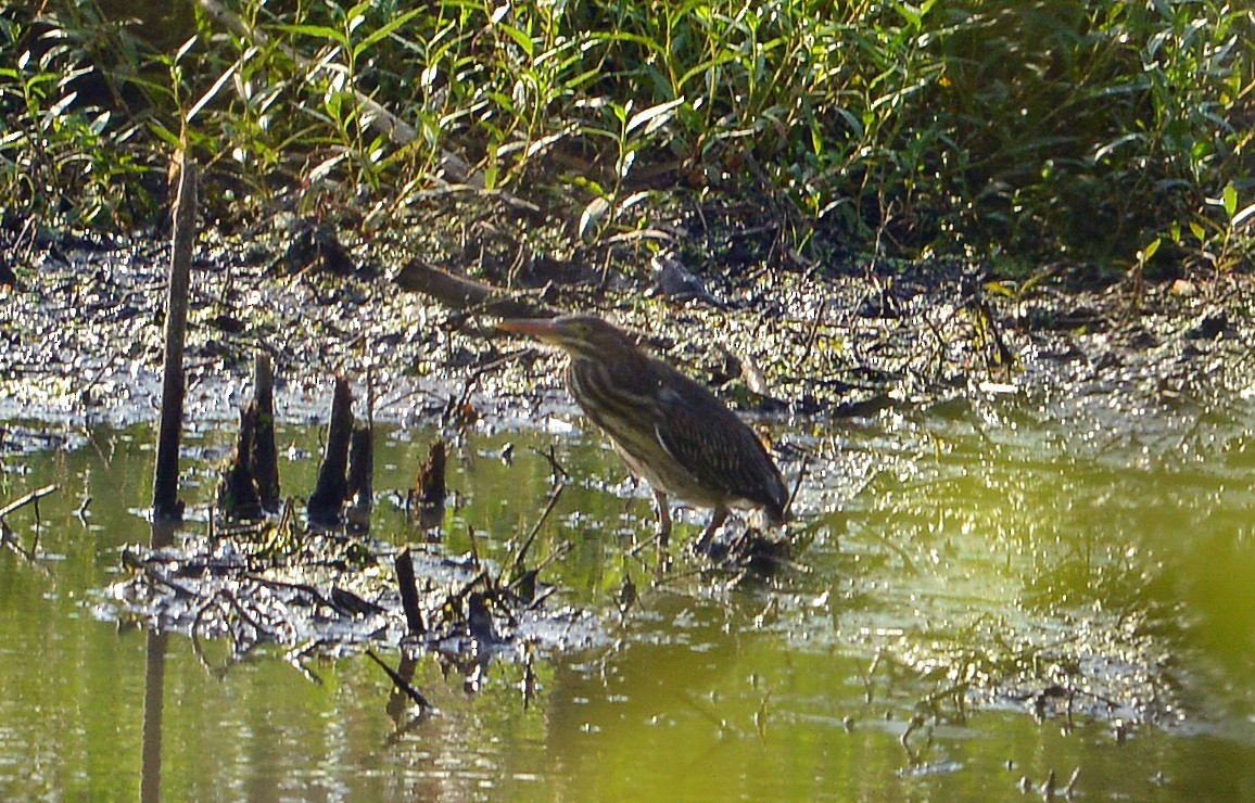 Green Heron - ML621323457